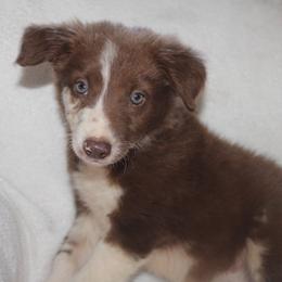 Utah - Red merle male Border Collie puppy in Cedartown, Georgia from Ferguson Border Collies