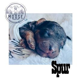 Spur - Merle male Bernedoodle puppy in Belleville, Michigan from Moose Tracks Bernedoodles