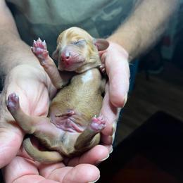 Green collar - Red male Dachshund puppy in Paradise, Texas from Cap Ranch Miniature Dachshunds