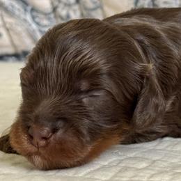 Orion - Chocolate male Cavapoo puppy in Beckley, West Virginia from By Design Doodles