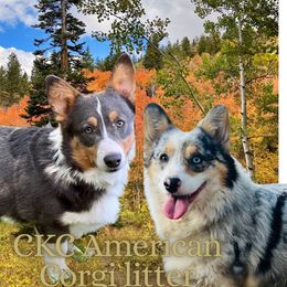 American Corgi puppies from Nuna’s  Corgis