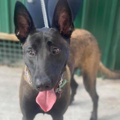 Belgian Malinois, Biewer Terriers, and German Shepherds from East KY K9