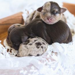 Shihpoo Puppies from The Teddybear Shihpoo