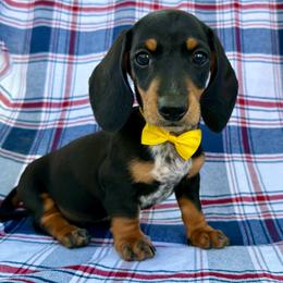 Louise - Black and tan female Dachshund puppy in Michigan from Hidden Haven Dachshunds