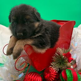 Icicle - Black and tan female German Shepherd puppy in Walla Walla, Washington from Silver Knight Shepherds