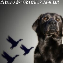 ATLEY - Labrador Retriever