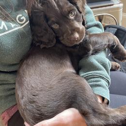 English Cocker Spaniel Puppies from River Trail Kennels