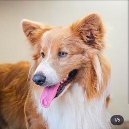 Koda - Blue male Pembroke Welsh Corgi puppy in Valley, Washington from Peaceful Valley Paws