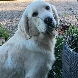 Golden Retriever All Grown Up from Red Hive Golden Retrievers