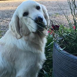 Golden Retriever All Grown Up from Red Hive Golden Retrievers
