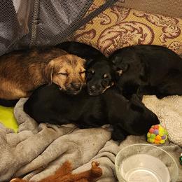 American Hunt Terrier Puppies from Sarah Holcombe