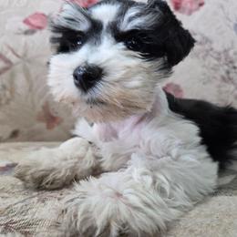 Bella - Parti female Miniature Schnauzer puppy in Paradise, Utah from Highbornschnauzers