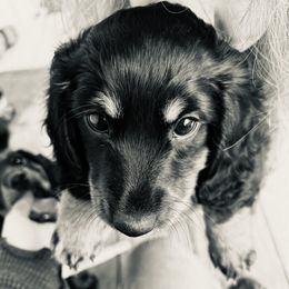 Dachshund Puppies from Pigeon Hill Dachshunds