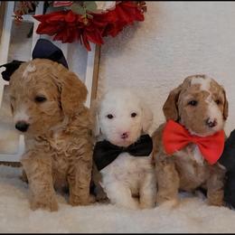 Bernedoodle puppies from Quality Iowa Doodles