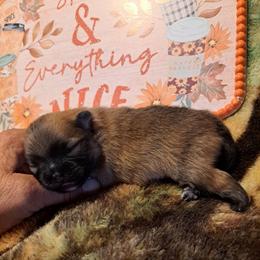 Boy 2 - Wolf sable male Pomeranian puppy in Lore City, Ohio from Tonia's Pomeranians