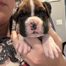 Male 2 - Fawn male Boxer puppy in Charleston, Arkansas from Guardian Kennels