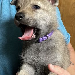 Girl 1 - Czechoslovakian Vlcak puppy in Florida from DireWolf Pack