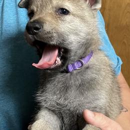 Girl 1 - Czechoslovakian Vlcak puppy in Florida from DireWolf Pack