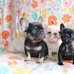 French Bulldog Puppies from Ashley Steele