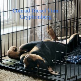 Rottweiler Puppies from Vom Gryphonberg
