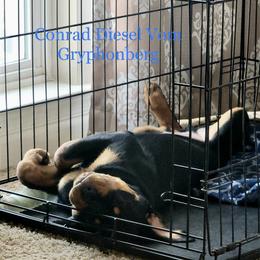Rottweiler Puppies from Vom Gryphonberg