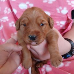Yellow - Dark golden female Golden Retriever puppy in Lanesboro, Minnesota from Eagle Ridge Golden Retrievers