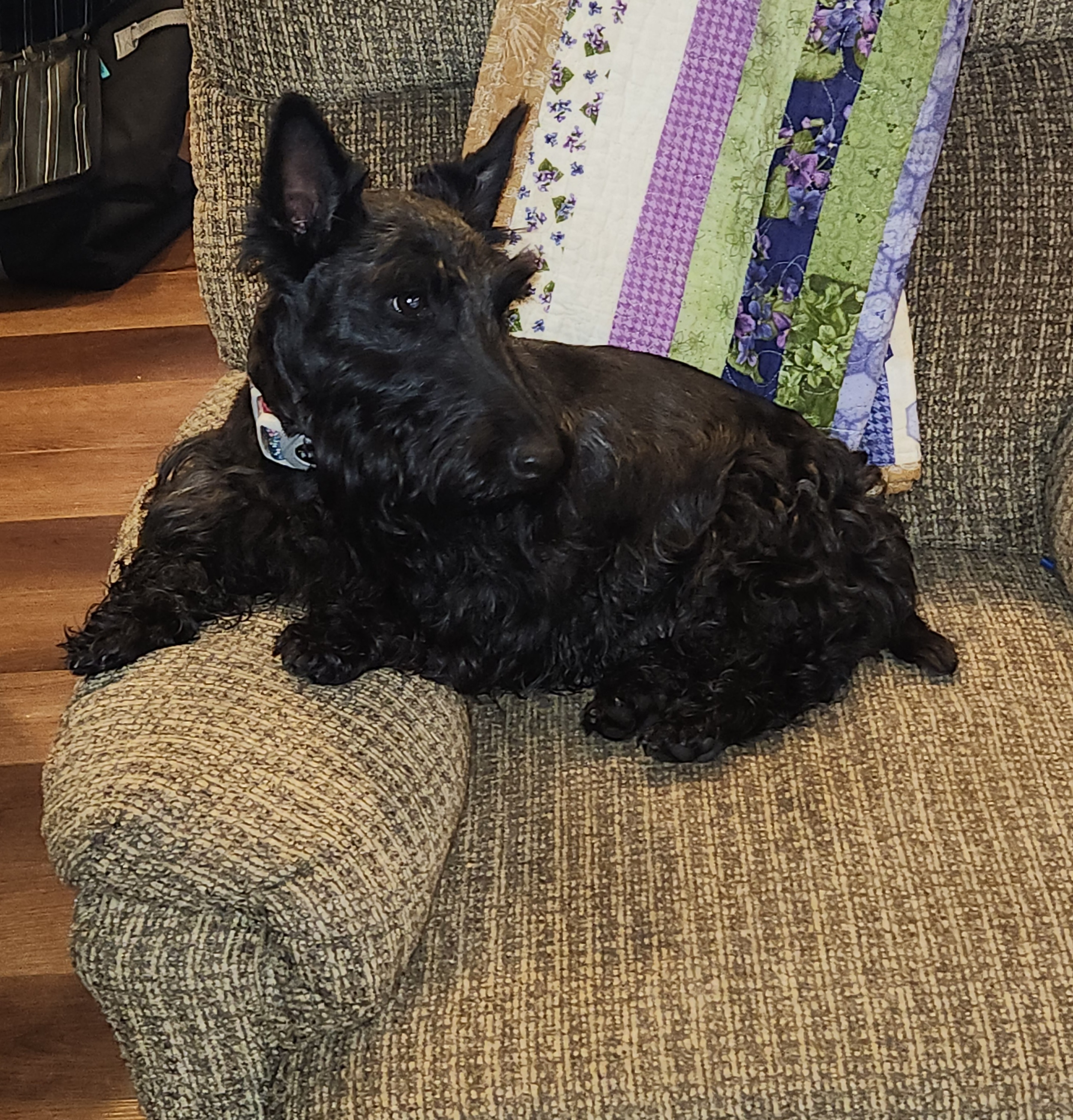 Nessie - Scottish Terrier