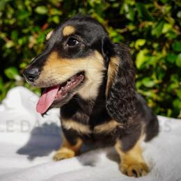 Hunwet - Black and cream male Dachshund puppy in Temecula, California from Naomi Magee's Dachshund Kennel