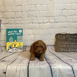 Goldendoodle and Poodle Puppies from Partridge Doodles and Poodles