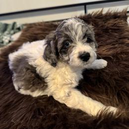Mickey - Parti male Goldendoodle puppy in Etna, California from SRS Goldendoodles