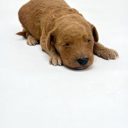 STAR - Red  female Goldendoodle puppy in Davison, Michigan from Dreaming Doodles