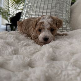 Boy 2 - male Maltipoo puppy in Fredericktown, Missouri from Doodle Pups Fur-Ever