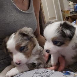 Miniature Australian Shepherd Puppies from Carter's Cuties