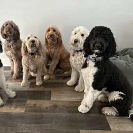 Goldendoodle All Grown Up from Doodles by Piper