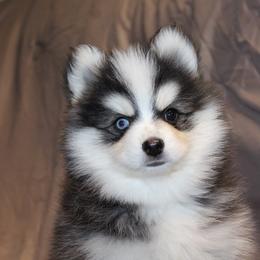 Max - Black and white male Pomsky puppy in Uintah County, Utah from Bingo's Wolfhounds, Lollipop Pomskies