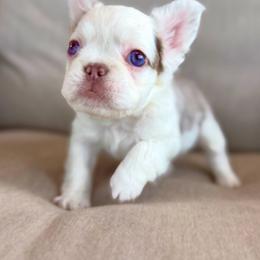 Pink pied girl - Tricolors female French Bulldog puppy in Jefferson City, Missouri from Central Frenchie Haven