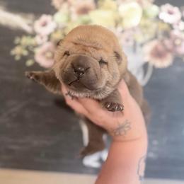 Boy 4 - Fawn male Chinese Shar-Pei puppy in Lehigh Acres, Florida from Florida Wrinkles