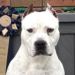 May - American Staffordshire Terrier