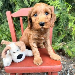Lincoln - Red  male Goldendoodle puppy in Buckley, Washington from Homestead Doodles
