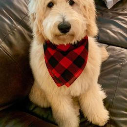 Australian Labradoodle, Double Doodle, Goldendoodle, and Labradoodle All Grown Up from Lake Mountain Doodle