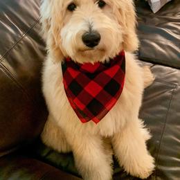 Australian Labradoodle, Double Doodle, Goldendoodle, and Labradoodle All Grown Up from Lake Mountain Doodle