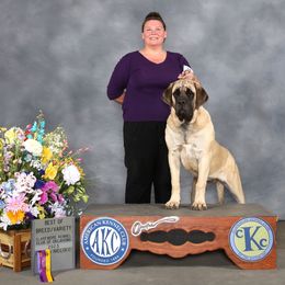 Daisy - Mastiff