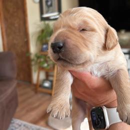 Red - Golden male Golden Retriever puppy in Bonanza, Oregon from Gold 'N Dust Ranch