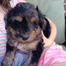 Hamilton - Merle male Bernedoodle puppy in Woodland, Georgia from Bethel Doodle Ranch