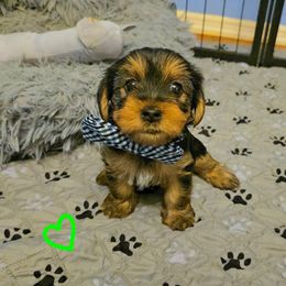 Yorkshire Terrier Puppies from Kathryn's Yorkies