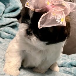 Shih Tzu Puppies from Wanda M Golden