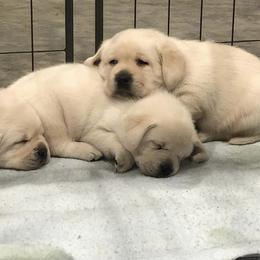 Labrador Retriever Puppies from New England Premier English Labradors