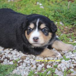 Spoof - Black tri female Miniature American Shepherd puppy in Hillsdale, Michigan from Faithwalk Aussies and Mini American Shepherds