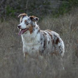 Luka - Australian Shepherd