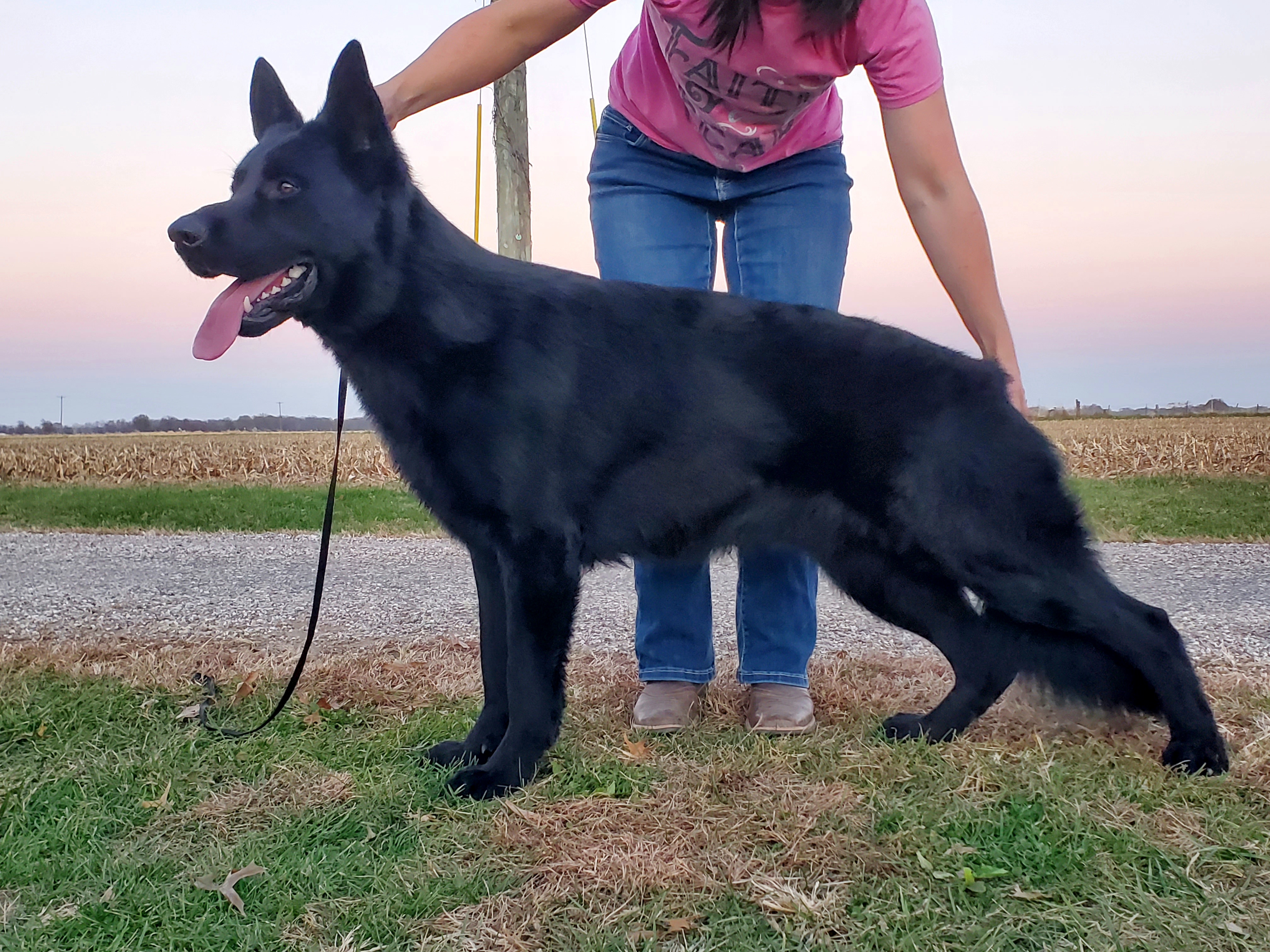 Finnegan - German Shepherd